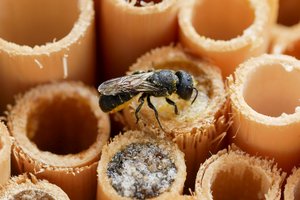 Gewöhnliche Löcherbiene bei der Anlage ihrer Brutzellen in einem hohlem Schilfstängel einer Nisthilfe