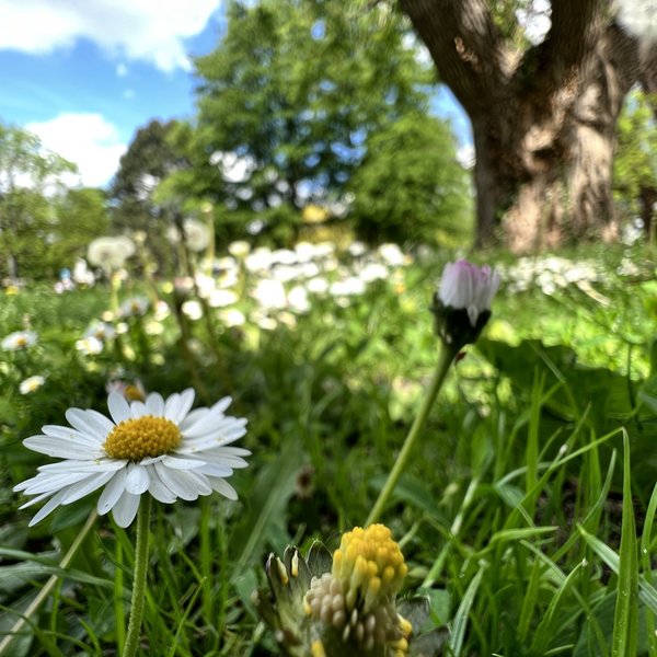 Blumenwiese am Willy-Brandt-Platz, Foto: Stadt Osnabrück, Janin Arntzen